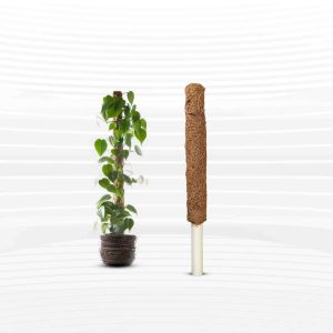 15 Inch Coir Grow Stick - 1Pcs