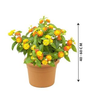 Lantana Plant - 12 PCS