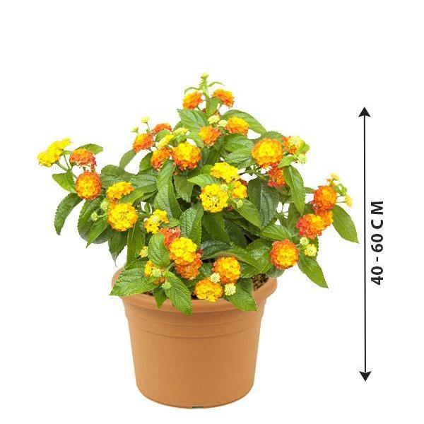 Lantana Plant - 12 PCS