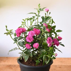Miniature Rose, Button Rose (Any Color) - Plant - āĻšāĻžāĻāĻžāϰ⧠āĻā§āϞāĻžāĻĒ - 3 PCS
