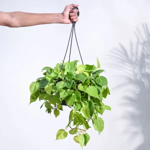 Philodendron Neon with Hanging Pot