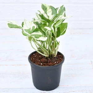 Money plant - marble queen