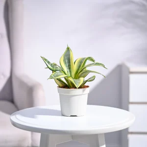 Snake Plant - Golden