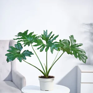 Philodendron Selloum Green Plant - MEDIUM