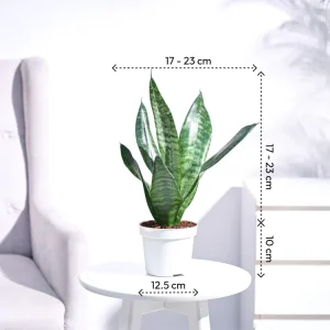 Sansevieria Superba Green - Snake Plant