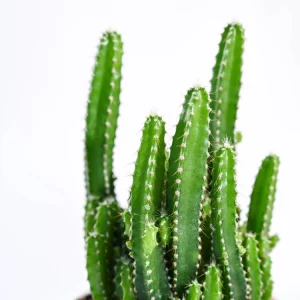 Cactus Plant - Elongated