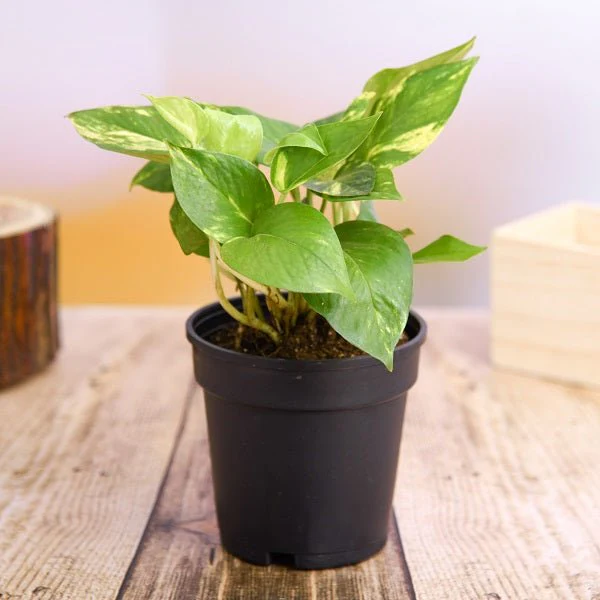 Money Plant, Golden Pothos Plant - Image 2