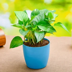 Money Plant, Golden Pothos Plant
