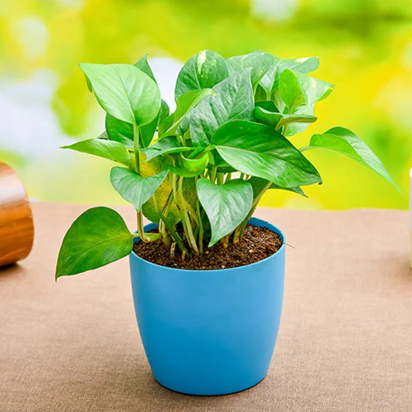 Money Plant, Golden Pothos Plant