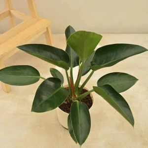 Philodendron Congo